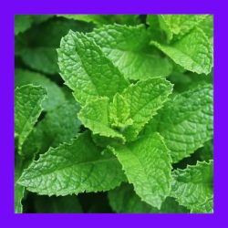 HERB_MINT_SPEARMINT