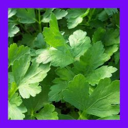 HERB_PARSLEY_ITALIAN_FLAT_LEAF