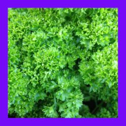 HERB_PARSLEY_TRIPLE_MOSS
