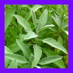 HERB_SAGE