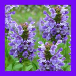 HERB-SELF_HEAL_(HEAL_ALL)