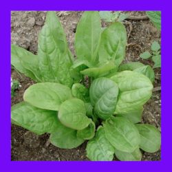 HERB_SORREL_LARGE_LEAF