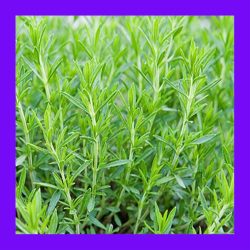 HERB_TARRAGON_RUSSIAN_(SALE)