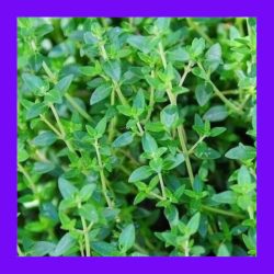 HERB_THYME