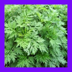 HERB_WORMWOOD