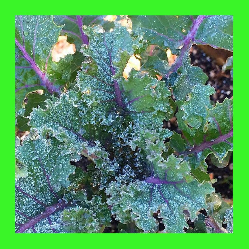 KALE_RED_RUSSIAN