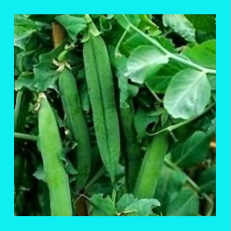 PEA_ALDERMAN_SHELLING_(TELEPHONE)