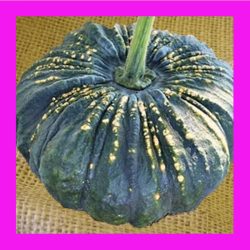PUMPKIN_BLACK_MEKONG_WARTED