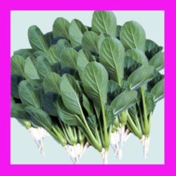 SPINACH_JAPANESE_(KOMATSUNA)