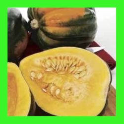SQUASH_TABLE_QUEEN_ACORN