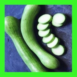 SQUASH_TROMBONCINO