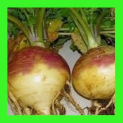 SWEDE_AMERICAN_PURPLE_TOP_RUTABAGA