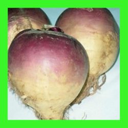 SWEDE_CHAMPION_PURPLE