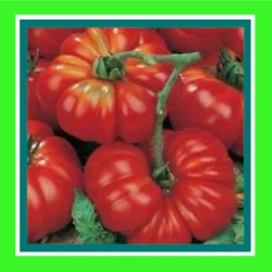TOMATOE-ROUGE_De_MARMANDE_(SALE)