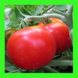 TOMATO_AUSTRALIAN_RED
