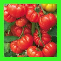 TOMATO_BEEFSTEAK_aka_RED_PONDEROSA