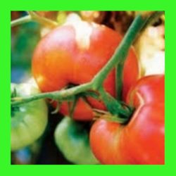 TOMATO_BRANDYWINE