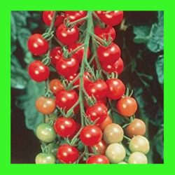 TOMATO_CHERRY_COCKTAIL