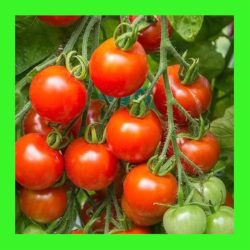 TOMATO_CHERRY_TOMMY_TOE