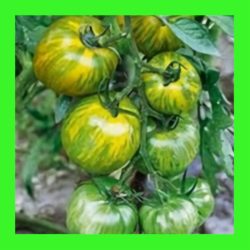 TOMATO_GREEN_ZEBRA