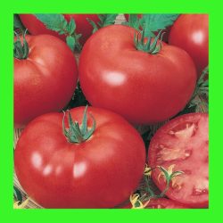 TOMATO_GROSSE_LISSE