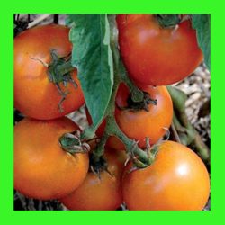 TOMATO_JAUNE_FLAMME