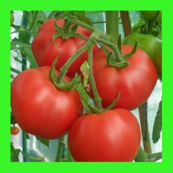 TOMATO_KY1.