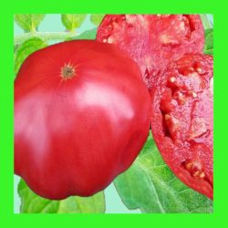 TOMATO_MARIANNA'_ PEACE