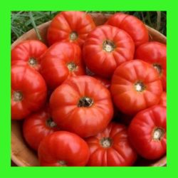 TOMATO_MARY_ITALIAN.