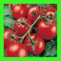 TOMATO_MONE_MAKER.