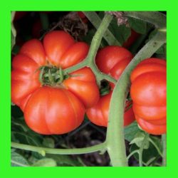 TOMATO_MORTGAGE_LIFTER