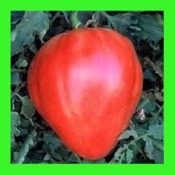TOMATO-OXHEART_RED