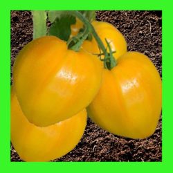 TOMATO_OXHEART_YELLOW