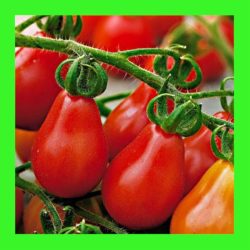 TOMATO_PEAR_RED