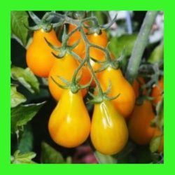 TOMATO_PEAR_YELLOW