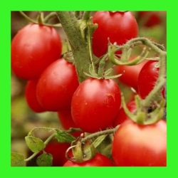 TOMATO_PRINCIPE_BORGHESE