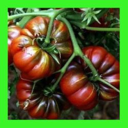 TOMATO_PURPLE_CALABASH