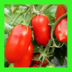 TOMATO_ROMA