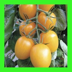 TOMATO_ROMA_GOLDEN