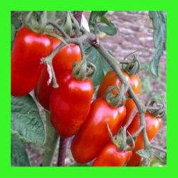 TOMATO_SAN_MARZANO