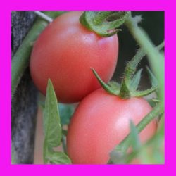 TOMATO_THAI_PINK_EGG