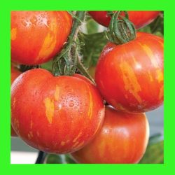 TOMATO_TIGERELLA