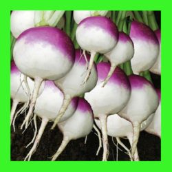 TURNIP_PURPLE_TOP_WHITE_GLOBE