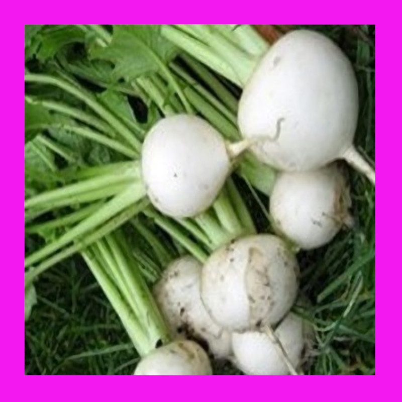 TURNIP_TOKYO_MARKET