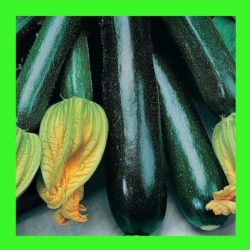 ZUCCHINI_BLACK_BEAUTY