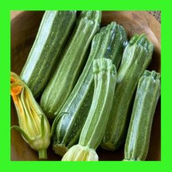 ZUCCHINI_COSTA_ROMANESQUE