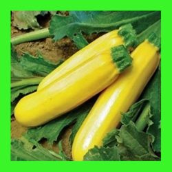 ZUCCHINI_GOLDEN