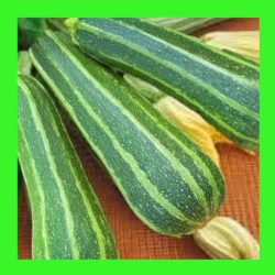 ZUCCHINI_ITALIAN_STRIPED