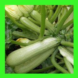 ZUCCHINI_LEBANESE