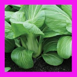CABBAGE_BOK_CHOY_MINI_GREEN_F1